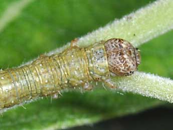  Chenille de Campaea margaritaria L. - Philippe Mothiron