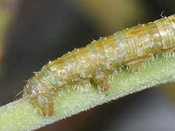  Chenille de Campaea margaritaria L. - ©Philippe Mothiron