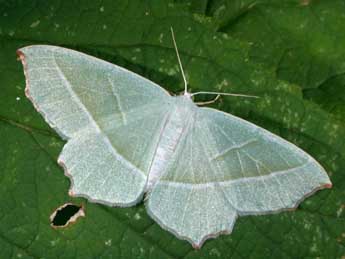 Campaea margaritaria L. adulte - Philippe Mothiron