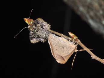 Phigaliohybernia marginaria F. adulte - ©Philippe Mothiron