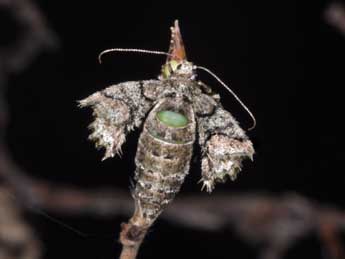 Phigaliohybernia marginaria F. adulte - Philippe Mothiron