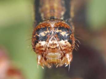  Chenille de Phigaliohybernia marginaria F. - ©Philippe Mothiron