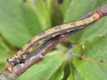  Chenille de Phigaliohybernia marginaria F. - Philippe Mothiron