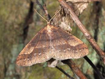 Phigaliohybernia marginaria F. adulte - ©Philippe Mothiron