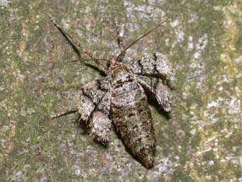 Phigaliohybernia marginaria F. adulte - Philippe Mothiron