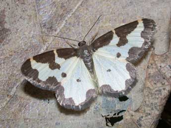 Lomaspilis marginata L. adulte - Philippe Mothiron