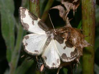 Lomaspilis marginata L. adulte - ©Philippe Mothiron