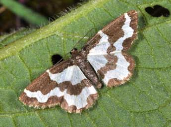 Lomaspilis marginata L. adulte - ©Philippe Mothiron