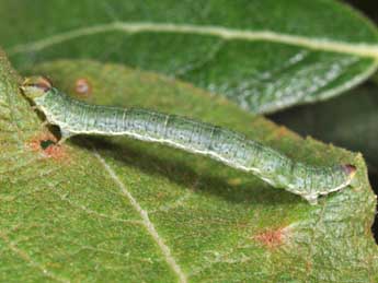  Chenille de Lomaspilis marginata L. - Philippe Mothiron