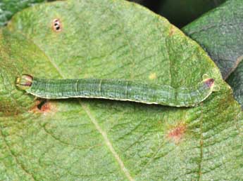  Chenille de Lomaspilis marginata L. - ©Philippe Mothiron