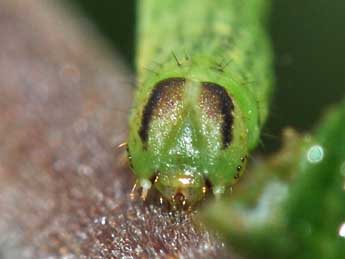  Chenille de Lomaspilis marginata L. - Philippe Mothiron