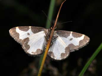 Lomaspilis marginata L. adulte - Philippe Mothiron