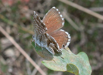 Cacyreus marshalli Butler adulte - Philippe Mothiron