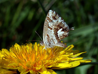 Cacyreus marshalli Butler adulte - Philippe Mothiron