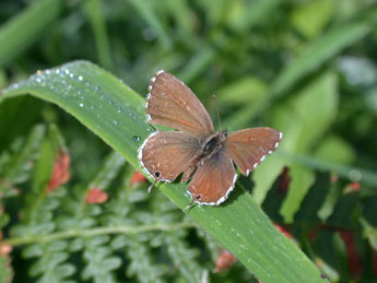 Cacyreus marshalli Butler adulte - Philippe Mothiron