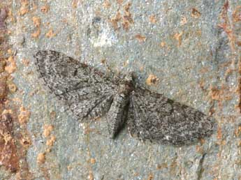 Eupithecia massiliata Mill. adulte - ©Daniel Morel