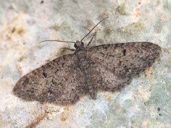 Eupithecia massiliata Mill. adulte - ©Daniel Morel