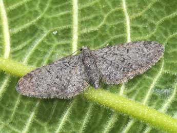 Eupithecia massiliata Mill. adulte - Philippe Mothiron