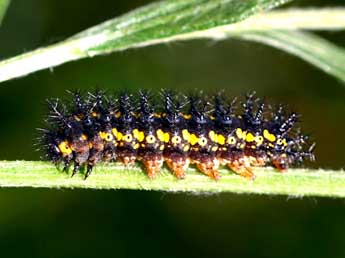  Chenille de Euphydryas maturna L. - ©Daniel Morel