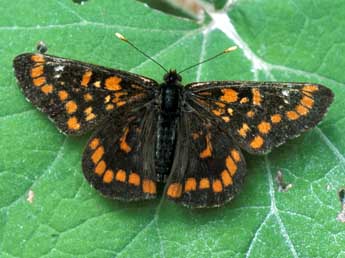 Euphydryas maturna L. adulte - Tristan Lafranchis