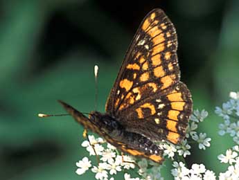 Euphydryas maturna L. adulte - Tristan Lafranchis