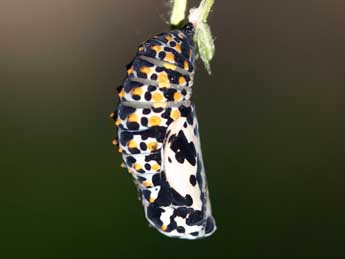  Chrysalide de Euphydryas maturna L. - ©Daniel Morel