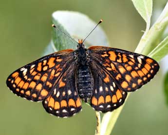 Euphydryas maturna L. adulte - Daniel Morel