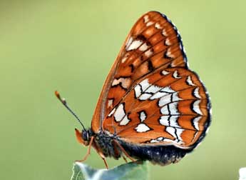 Euphydryas maturna L. adulte - Daniel Morel