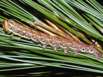  Chenille de Hyloicus maurorum Jordan - Emilien Teulier