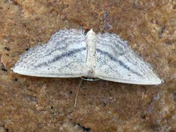 Idaea mediaria Hb. adulte - ©Daniel Morel