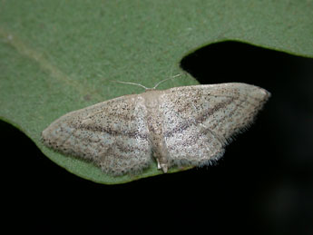 Idaea mediaria Hb. adulte - ©Philippe Mothiron