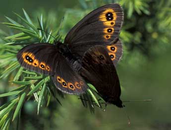 Erebia medusa D. & S. adulte - Tristan Lafranchis