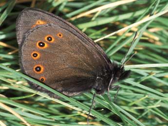 Erebia medusa D. & S. adulte - Tristan Lafranchis