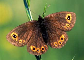 Erebia medusa D. & S. adulte - Tristan Lafranchis