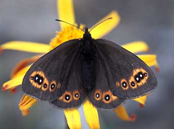 Erebia medusa D. & S. adulte - ©Tristan Lafranchis