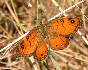 Lasiommata paramegaera Hb. adulte - Philippe Mothiron