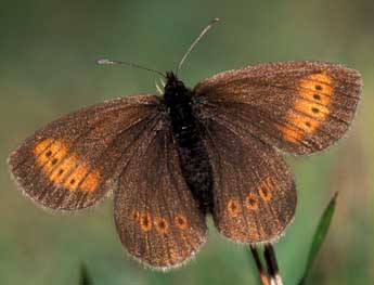 Erebia melampus Fuessly adulte - ©Tristan Lafranchis