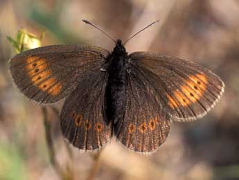 Erebia melampus Fuessly adulte - ©Tristan Lafranchis