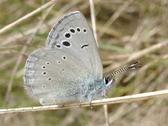 Glaucopsyche melanops Bsdv. adulte - ©Jean-Pierre Arnaud