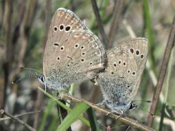 Glaucopsyche melanops Bsdv. adulte - Jean-Pierre Lamoline