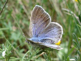 Glaucopsyche melanops Bsdv. adulte - Jean-Pierre Arnaud