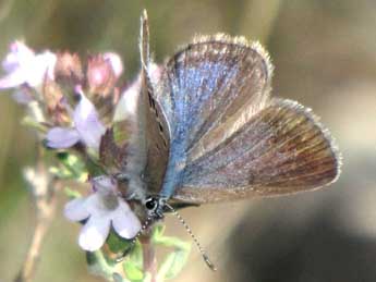 Glaucopsyche melanops Bsdv. adulte - ©Jean-Pierre Lamoline