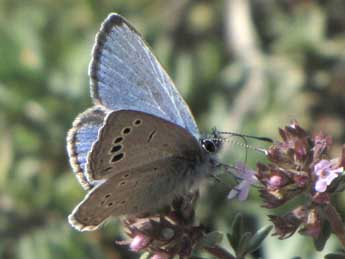 Glaucopsyche melanops Bsdv. adulte - ©Jean-Pierre Lamoline