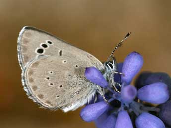 Glaucopsyche melanops Bsdv. adulte - ©Daniel Morel