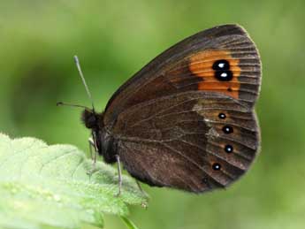 Erebia meolans Prun. adulte - ©Daniel Morel