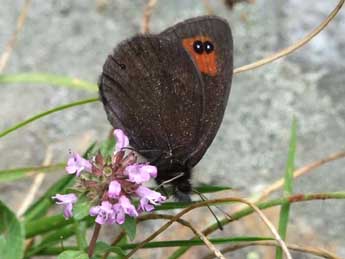 Erebia meolans Prun. adulte - ©Mal Garrin