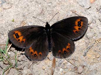 Erebia meolans Prun. adulte - ©Franois Spill