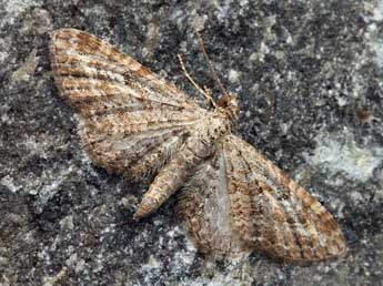 Eupithecia millefoliata Rssl. adulte - ©Daniel Morel