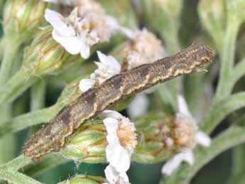  Chenille de Eupithecia millefoliata Rssl. - Philippe Mothiron