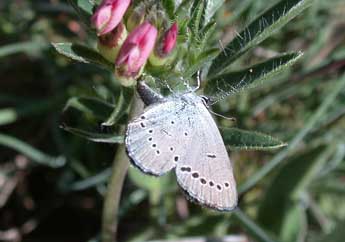 Cupido minimus Fuessly adulte - ©Philippe Mothiron